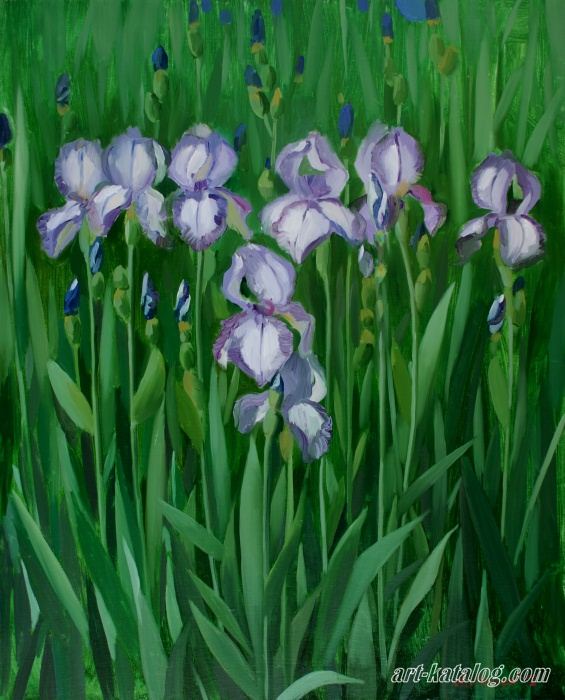 Irises lilac and white