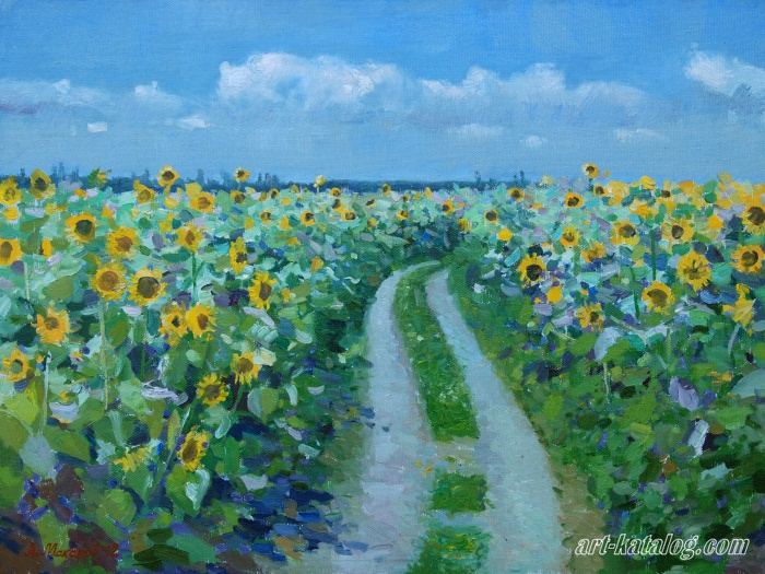 Sunflowers. Kuban