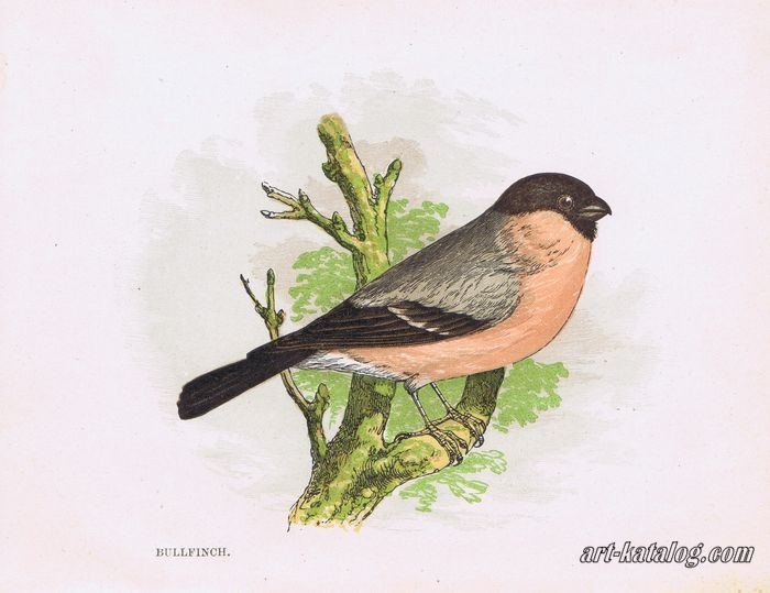 Series Our Native Songsters. Bullfinch
