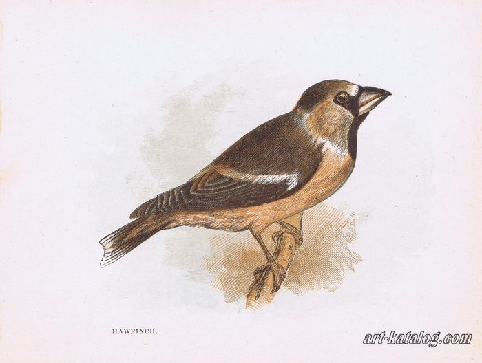 Series Our Native Songsters. Hawfinch