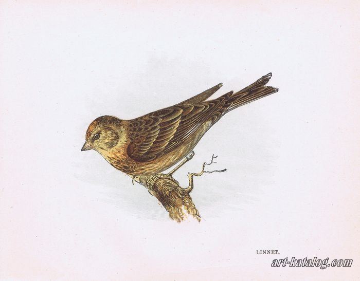 Series Our Native Songsters. Linnet