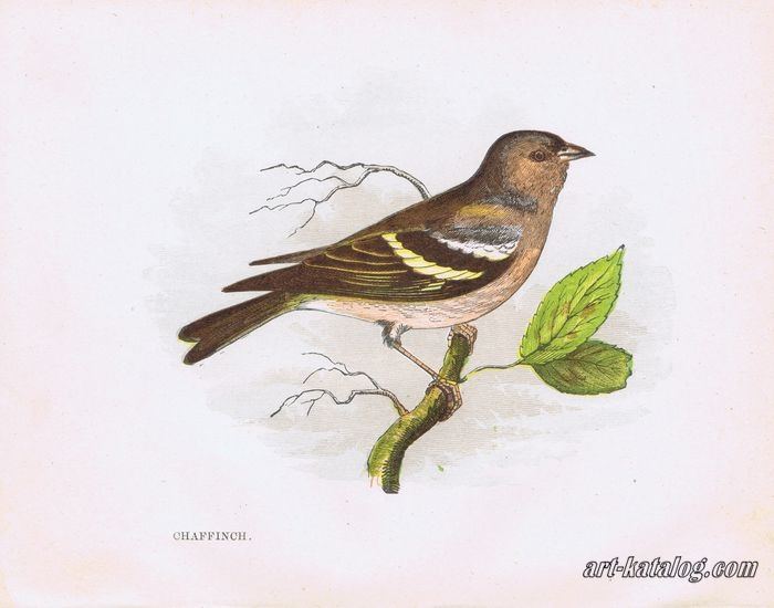 Series Our Native Songsters. Chaffinch