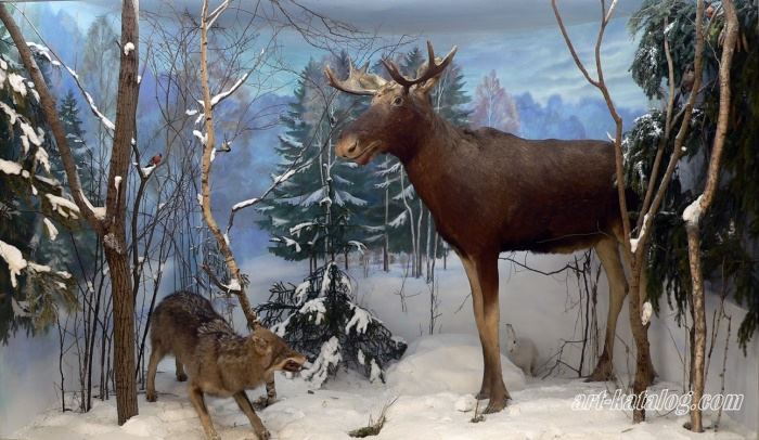 Diorama moose in Cheboksary National Museum