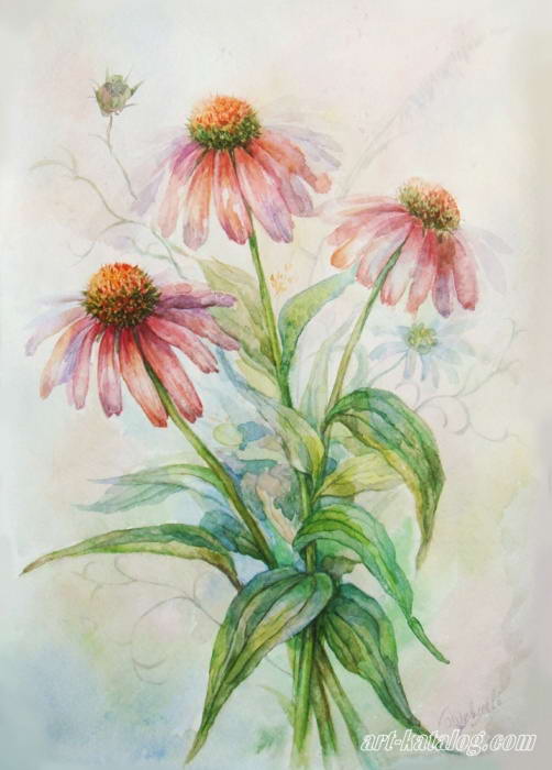 The flowers of Echinacea