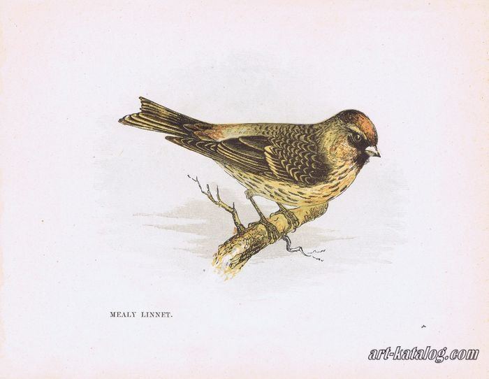 Series Our Native Songsters. Mealy Linnet